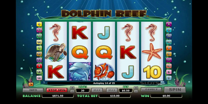 Dolphin Reef